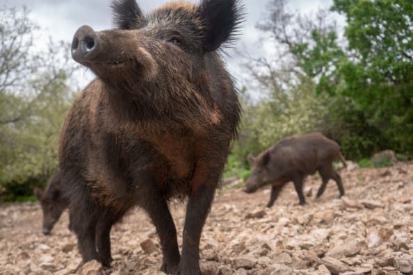 two wild boars are walking in the dirt