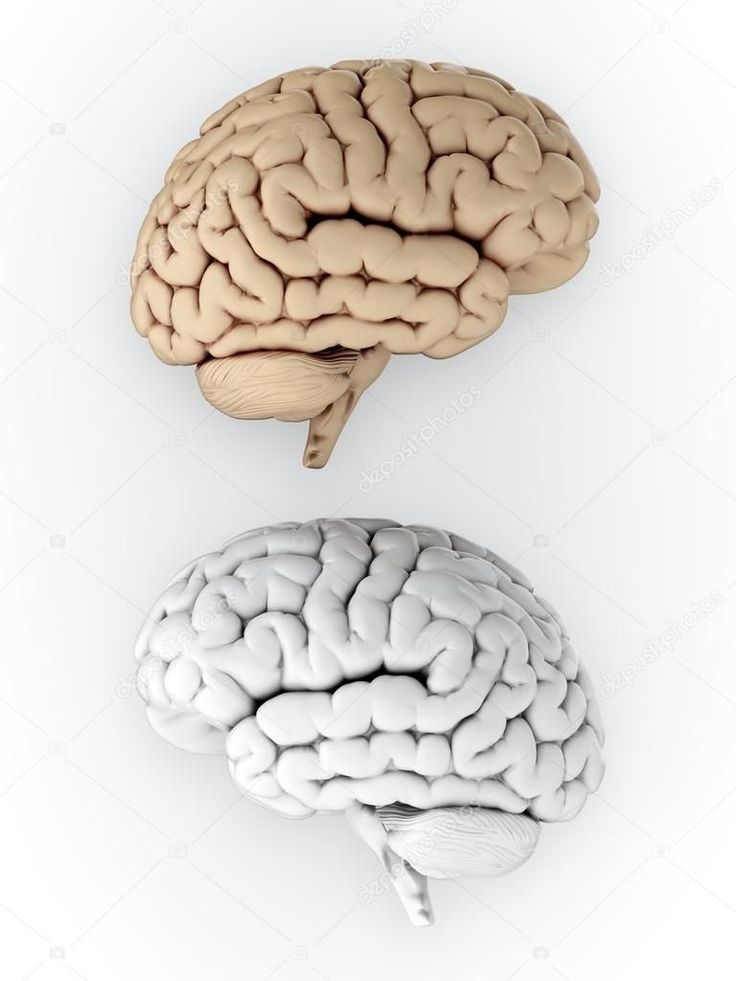 two halves of the human brain on a white background with clippings stock photo