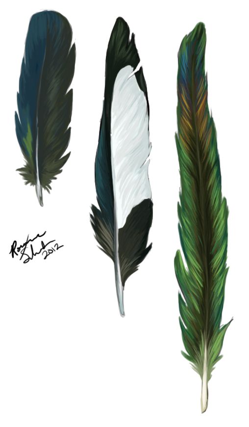 three feathers with different colors and sizes are shown on a white background, one is black, the other is green