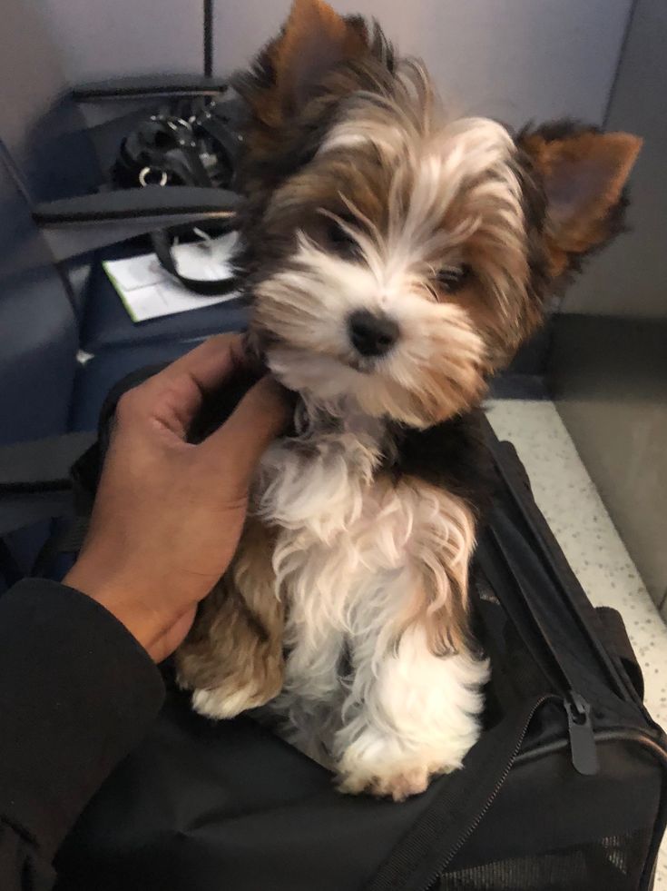 a small brown and white dog sitting on top of a black bag next to a person