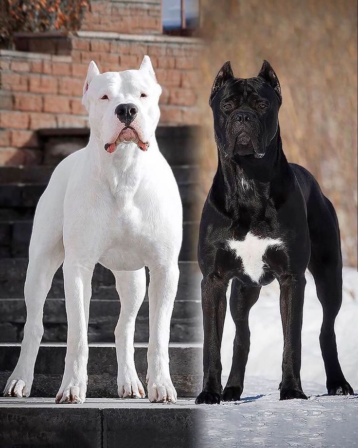 two black and white dogs standing next to each other in front of some snow covered steps