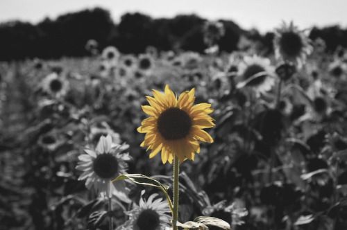 black and white photograph of sunflowers in a field