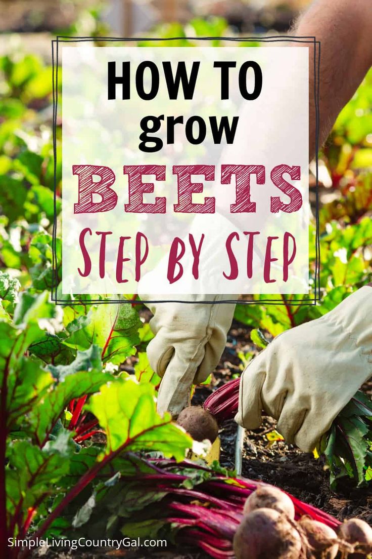 hands in gardening gloves picking beets with text overlay how to grow beets step by step