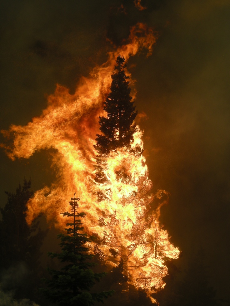 a large fire blazing in the sky over trees