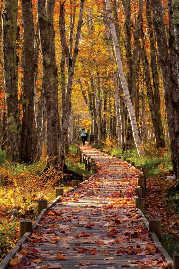 a wooden walkway surrounded by trees and leaves