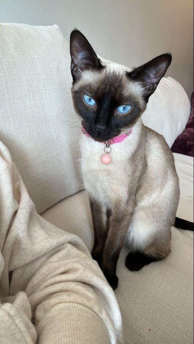 a siamese cat with blue eyes sitting on a couch