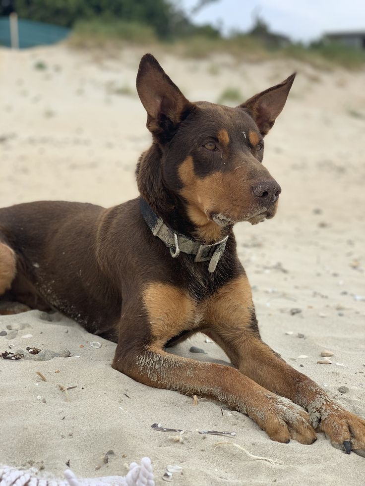 a brown dog laying on top of a sandy beach