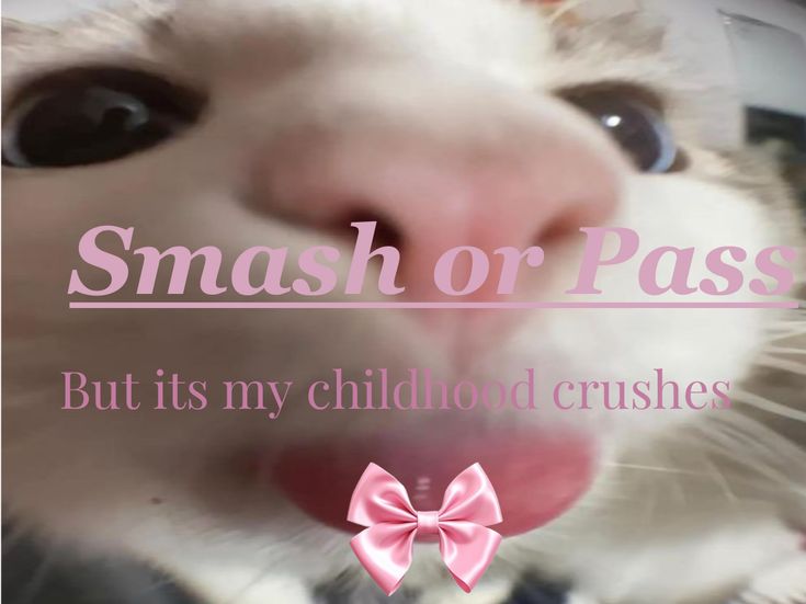 a close up of a cat with a pink bow on it's neck and the words smash or pass, but its my childhood crushes