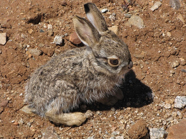 a small rabbit is sitting on the ground