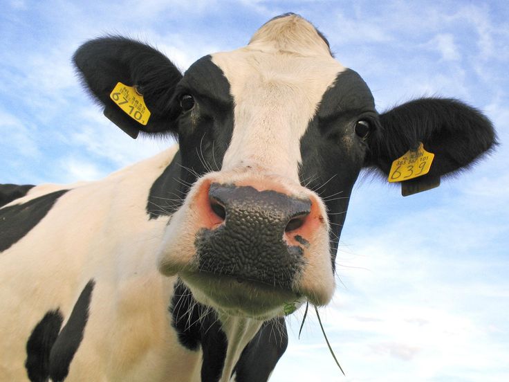 a black and white cow with yellow tags on it's ears looking at the camera