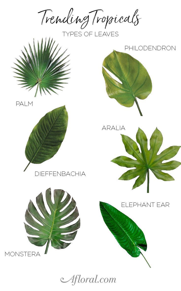 different types of tropical leaves and their names