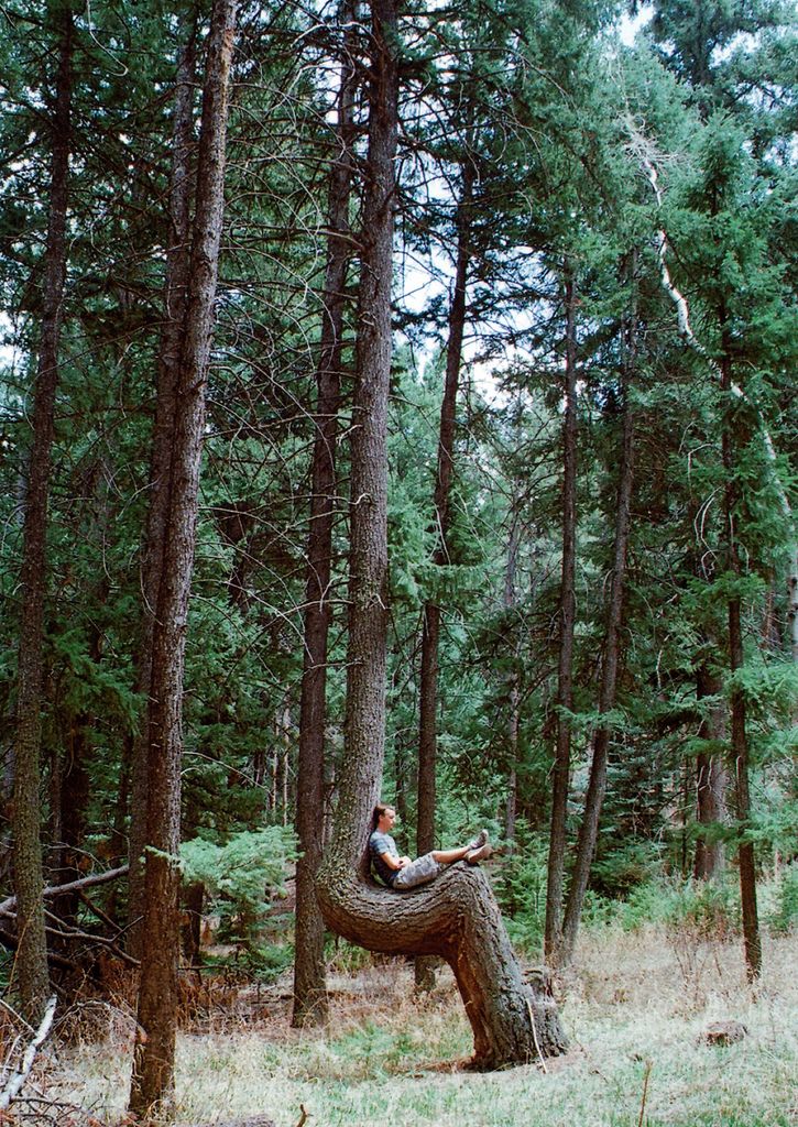 a man sitting on top of a fallen tree in the middle of a pine forest