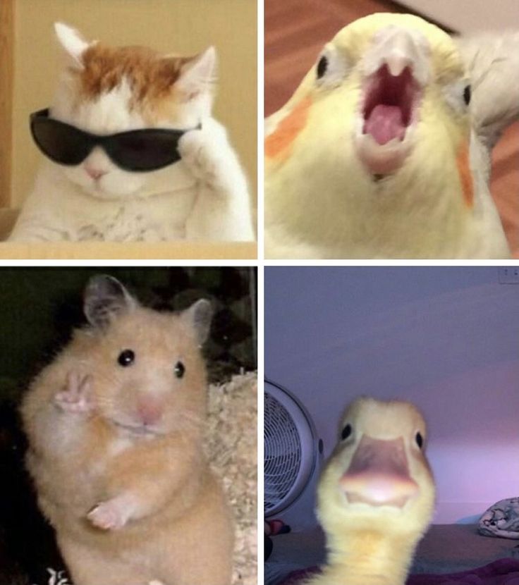 four different pictures of hamsters with their mouths open