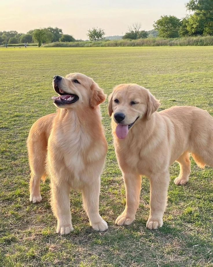 two golden retrievers are standing in the grass