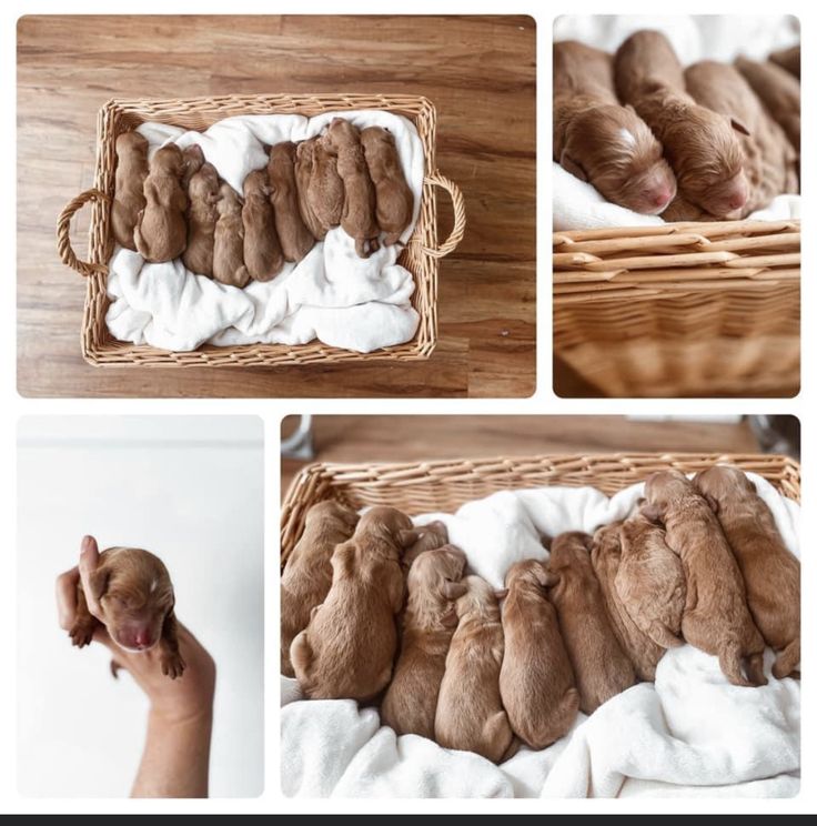 several pictures of newborn puppies in a basket