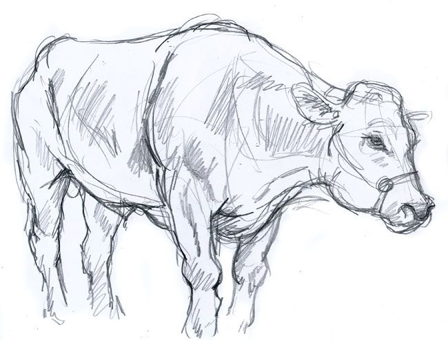 a pencil drawing of a cow standing on a white surface with its head turned to the side