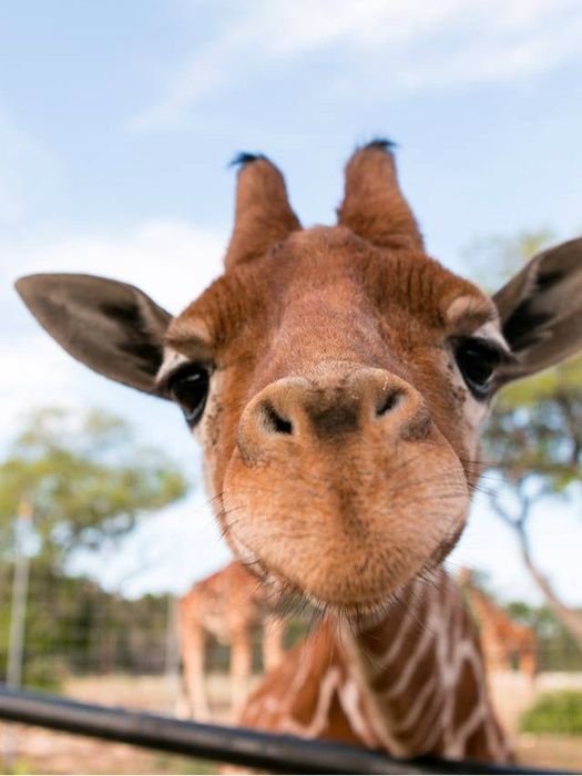 a giraffe looking at the camera while standing next to a fence