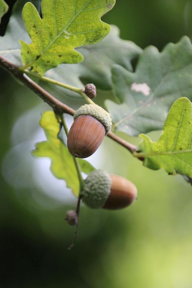 an acorn on a tree branch with green leaves and some brown nuts hanging from it