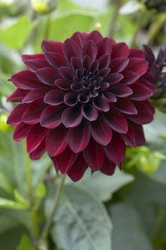 a purple flower with green leaves in the background