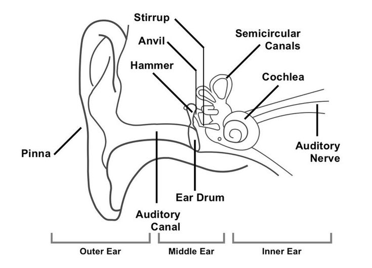 an ear diagram with the parts labeled