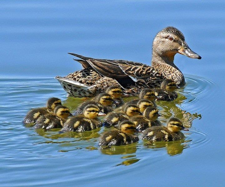 a mother duck with her babies swimming in the water together on a lake or pond