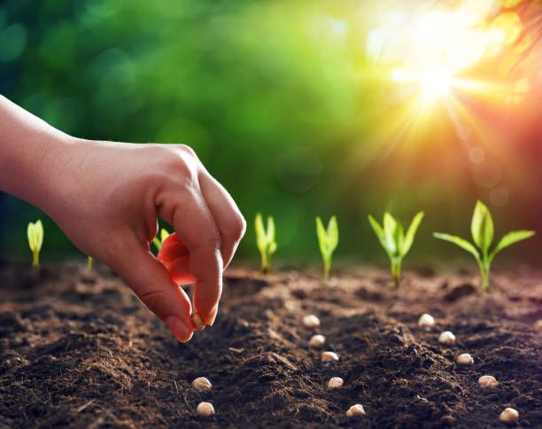 someone's hand reaching for small seedlings in the dirt with sunlight shining on them