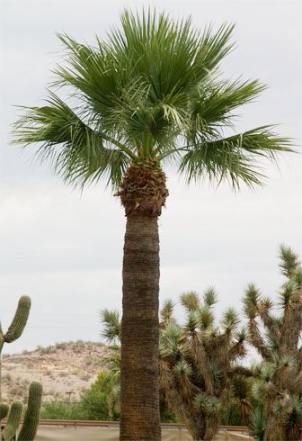 a palm tree in the middle of a desert