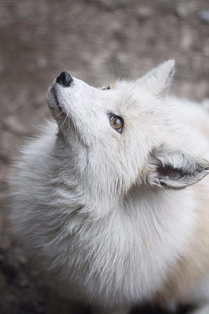 a small white dog looking up at the sky