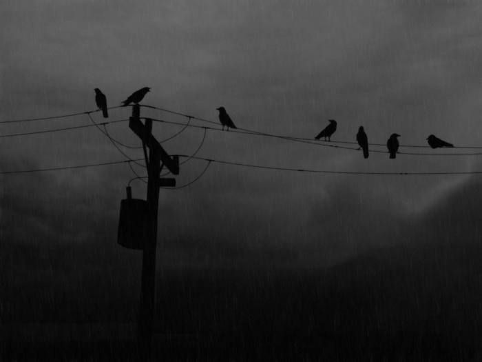 a flock of birds sitting on top of power lines under a cloudy sky at night