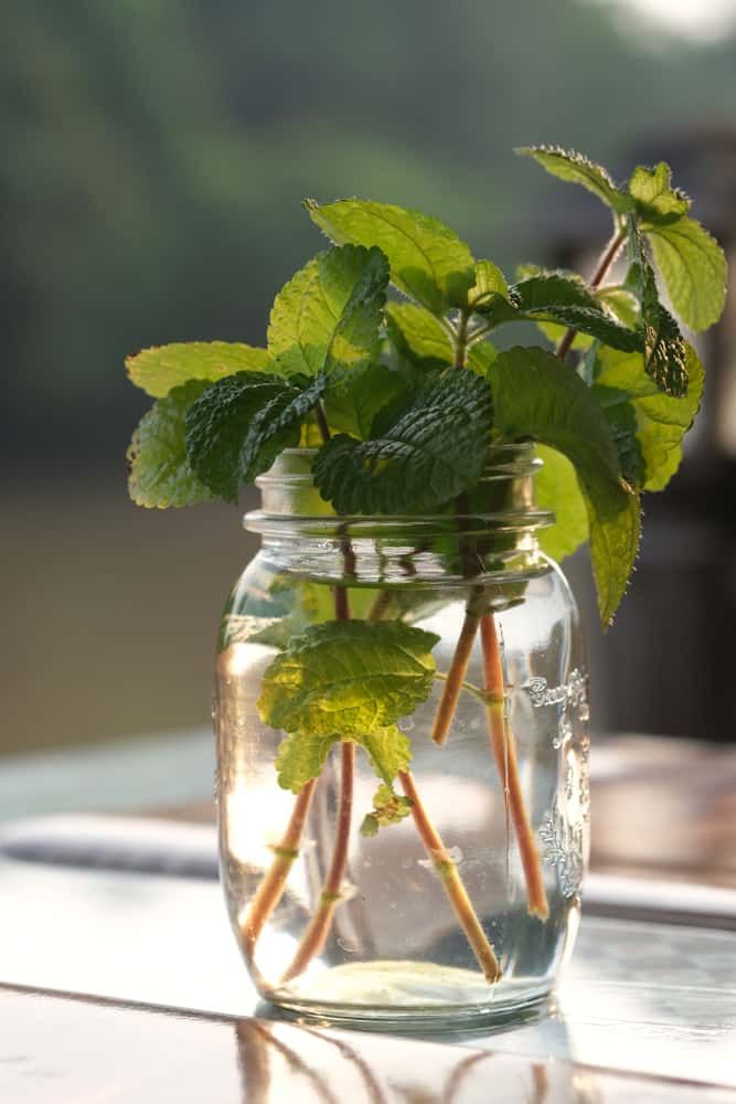 a glass jar filled with water and plants