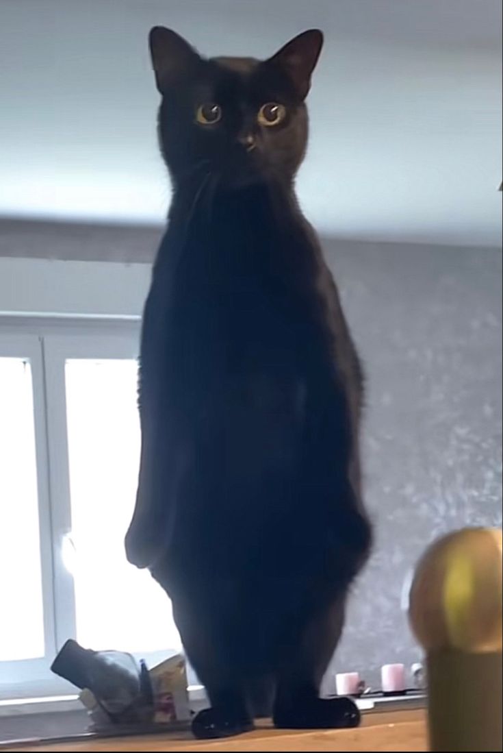 a black cat sitting on top of a wooden table next to a window sill