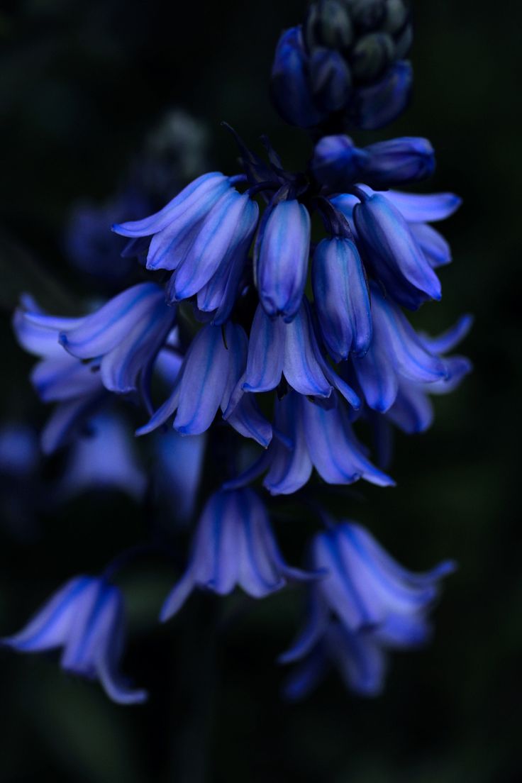 a blue flower is blooming in the dark