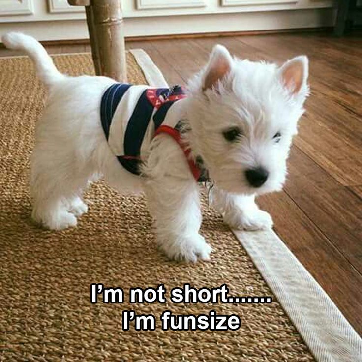 a small white dog standing on top of a wooden floor