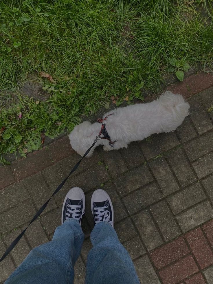 a white dog on a leash standing next to a person with his feet in the air