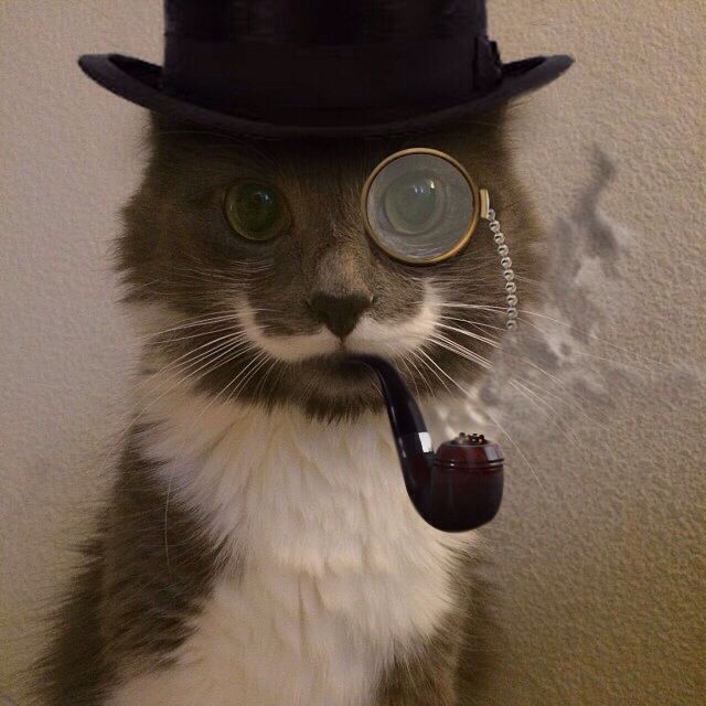 Gentleman cat. Mustache Cat, Steampunk Cat, Silly Cats Pictures, Cat Fashion, Cat Costumes, Silly Cats, Funny Animal Pictures, Cat Drawing, Crazy Cat Lady