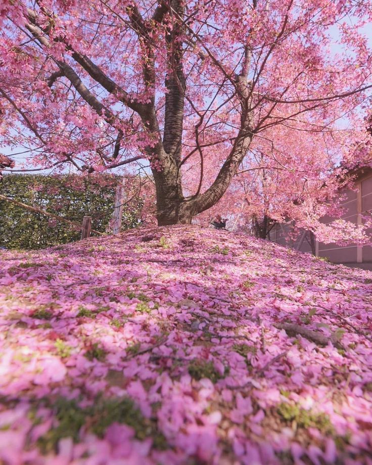 pink flowers on the ground next to a tree