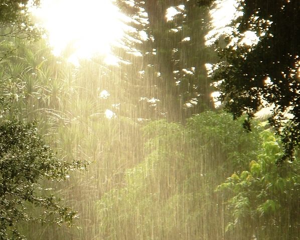 the sun is shining through the trees in the rain