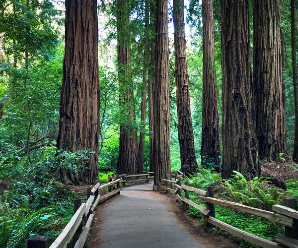 a wooden path in the middle of a forest