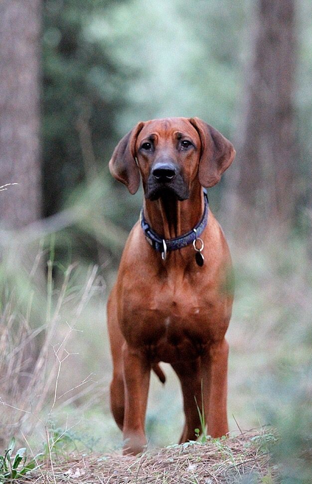 a large brown dog standing in the woods