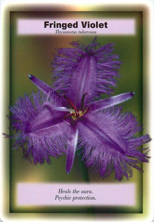 a purple flower with the words fringed violett