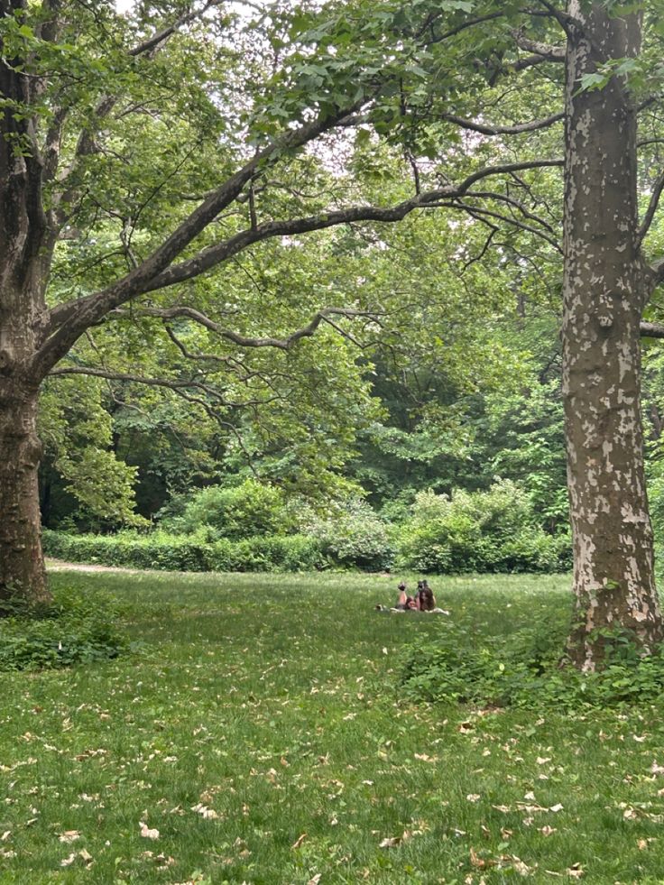 two people sitting on the grass under trees