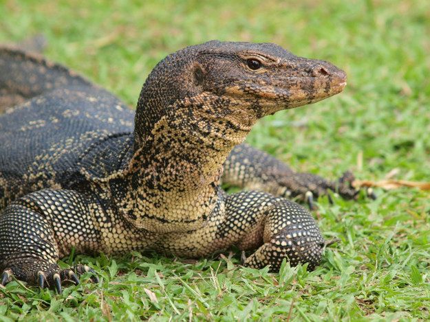 a large lizard sitting on top of green grass