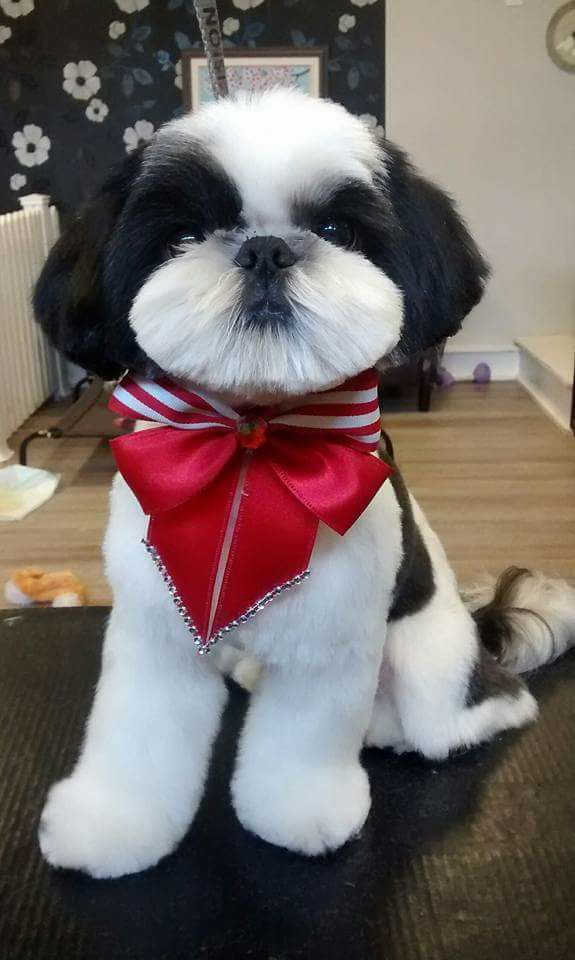 a small black and white dog with a red bow on it's neck sitting on a table