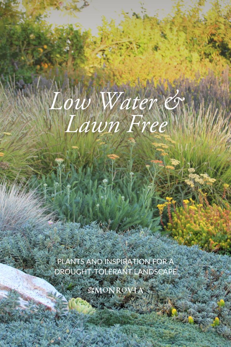 the front cover of low winter and lawn free magazine, featuring an assortment of plants