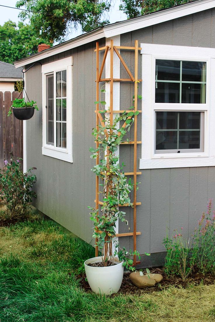 a potted plant in front of a house with a ladder on the side of it