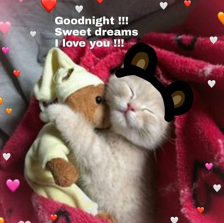 two small kittens cuddle together in a blanket with hearts on it and the caption goodnight sweet dreams i love you