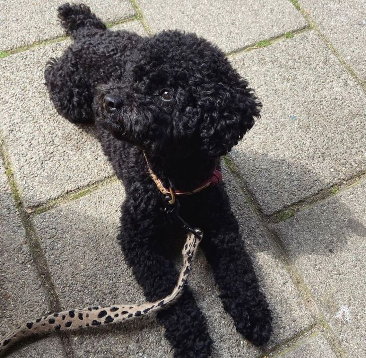 a small black dog with a leopard print leash