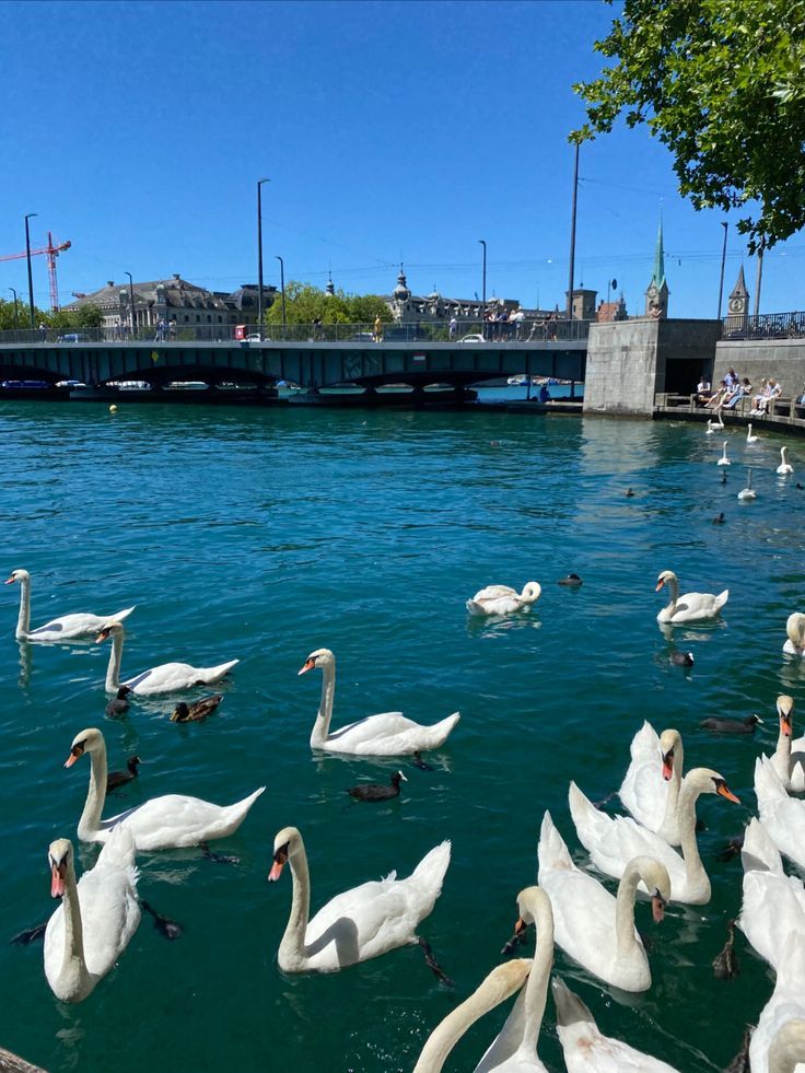 many white swans are swimming in the water