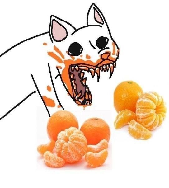 oranges and an image of a cat with it's mouth open