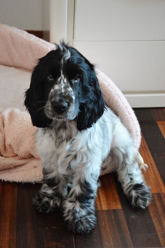 a black and white dog sitting on top of a wooden floor next to a pink blanket